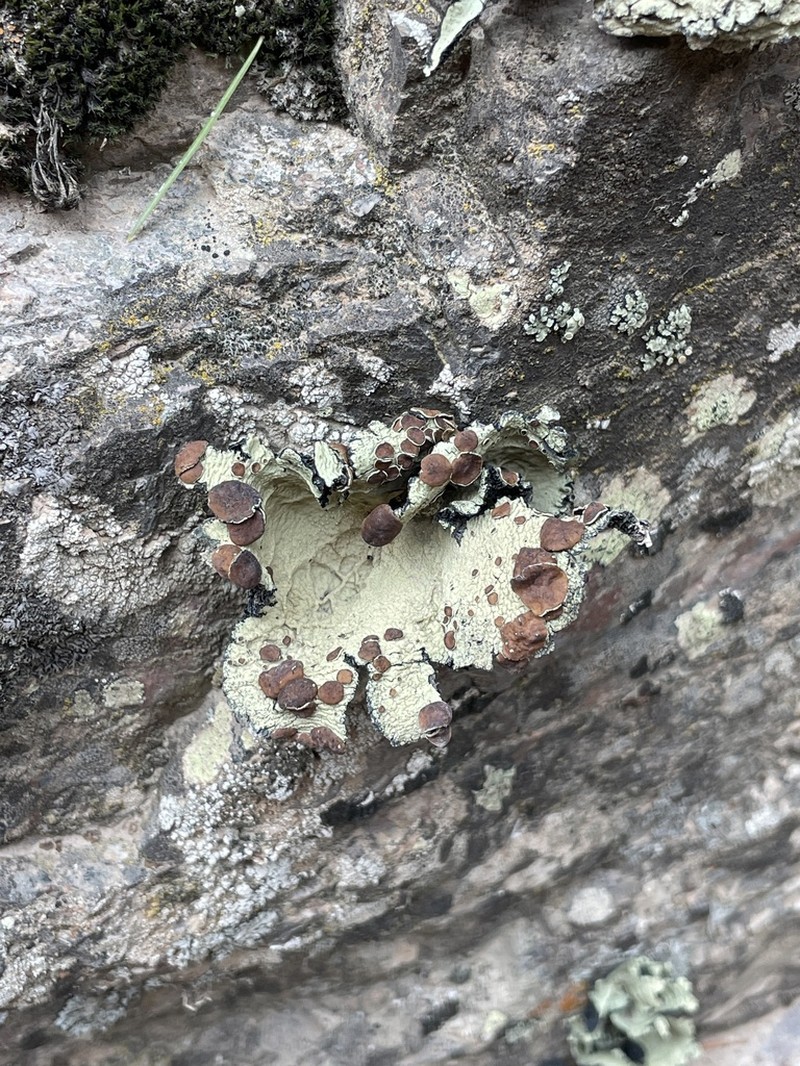 Arizona Omphalora photo 3