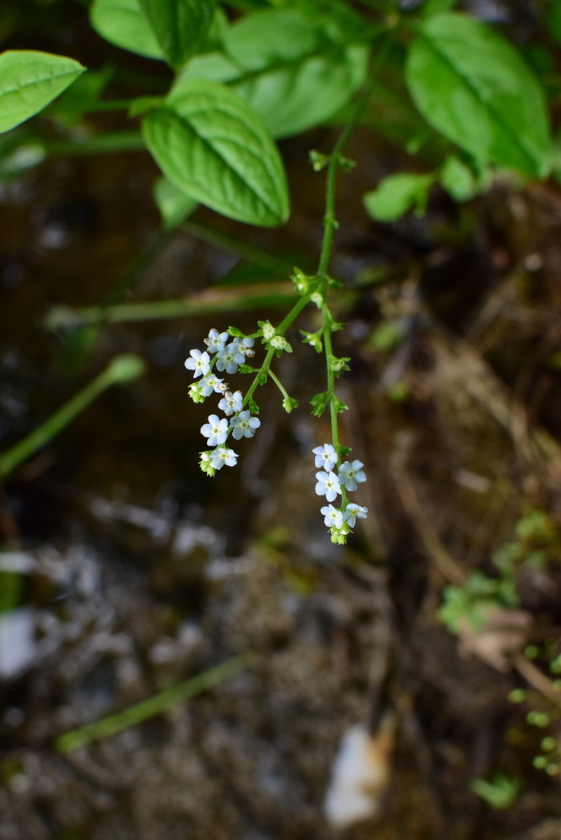 Omphalotrigonotis cupulifera photo 2