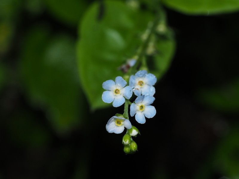 Omphalotrigonotis cupulifera photo 3