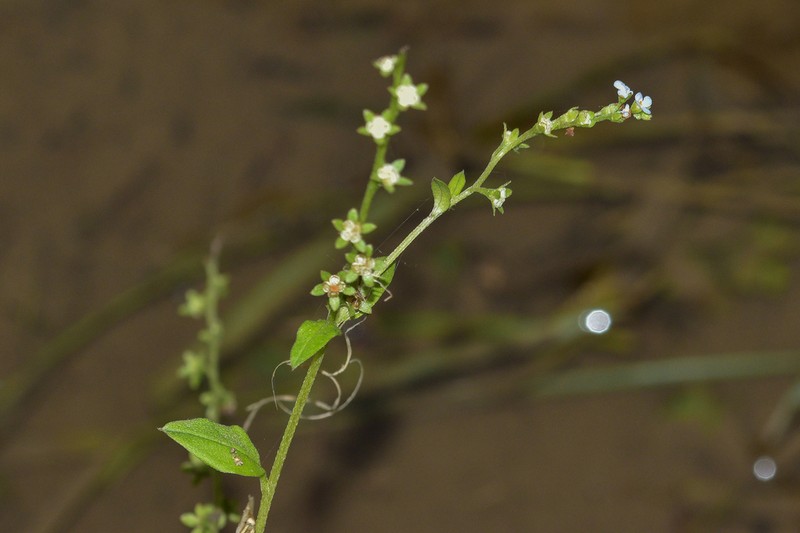 Omphalotrigonotis cupulifera photo 4