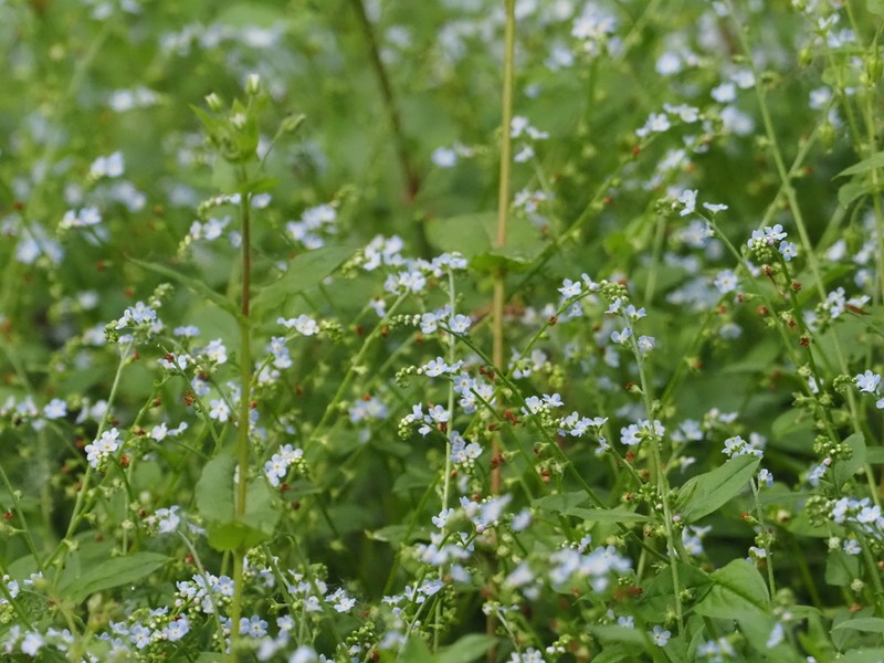 Omphalotrigonotis cupulifera photo 5