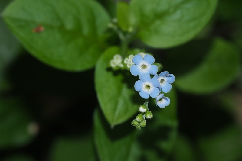Omphalotrigonotis cupulifera photo 6