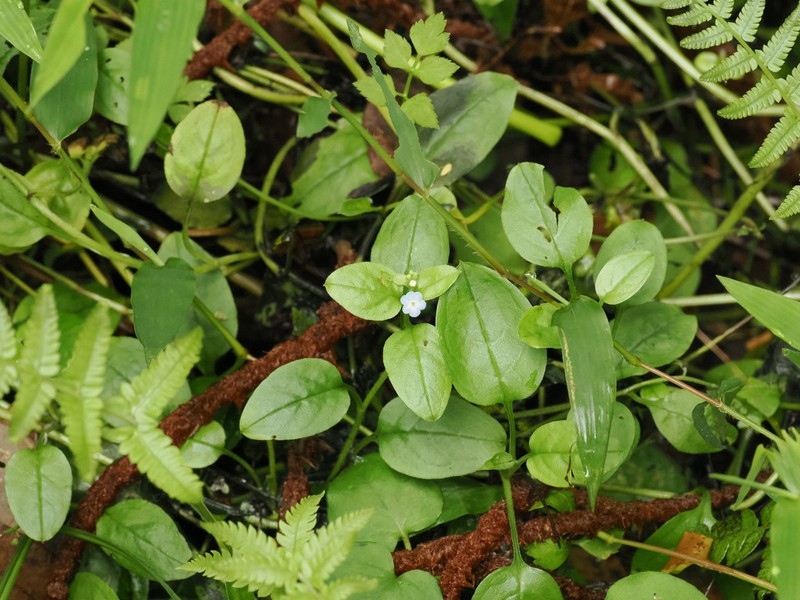 Omphalotrigonotis cupulifera photo 7