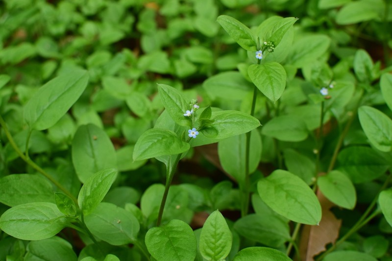 Omphalotrigonotis cupulifera photo 8