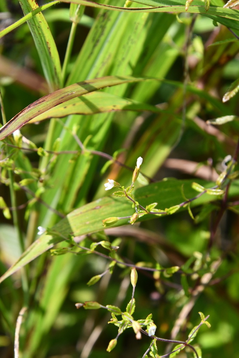 Omphalotrix longipes photo 2