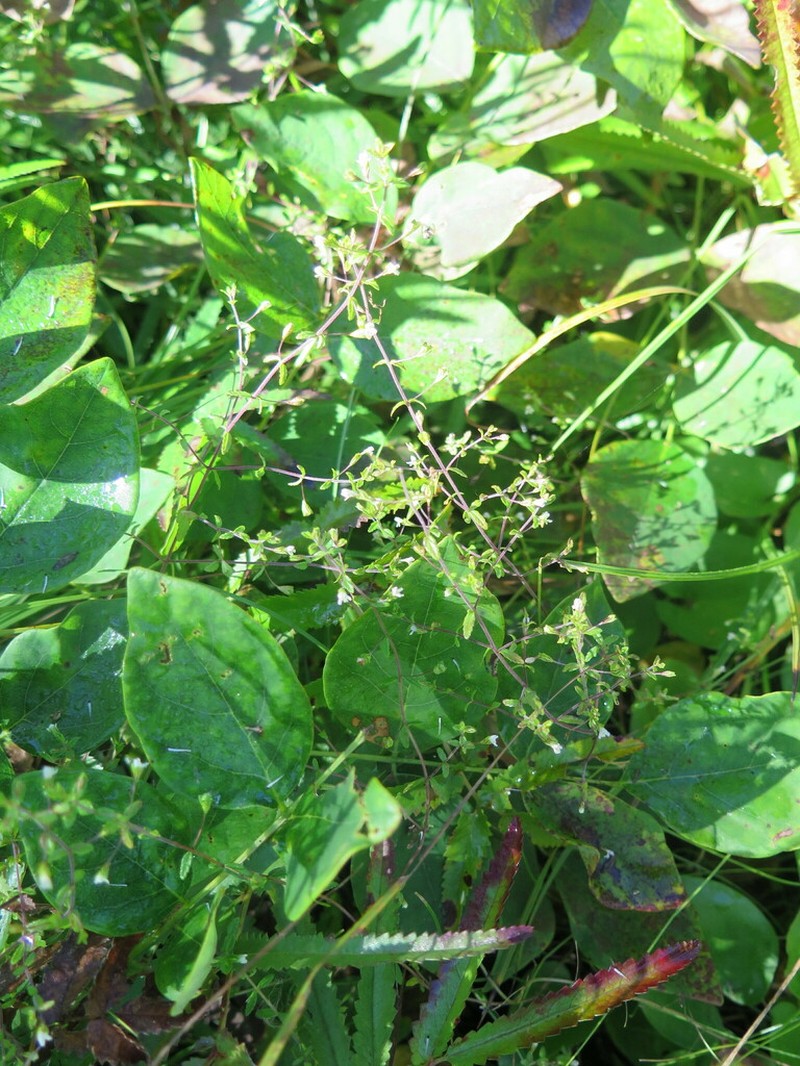 Omphalotrix longipes photo 4