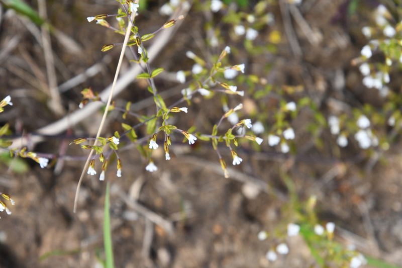 Omphalotrix longipes photo 8