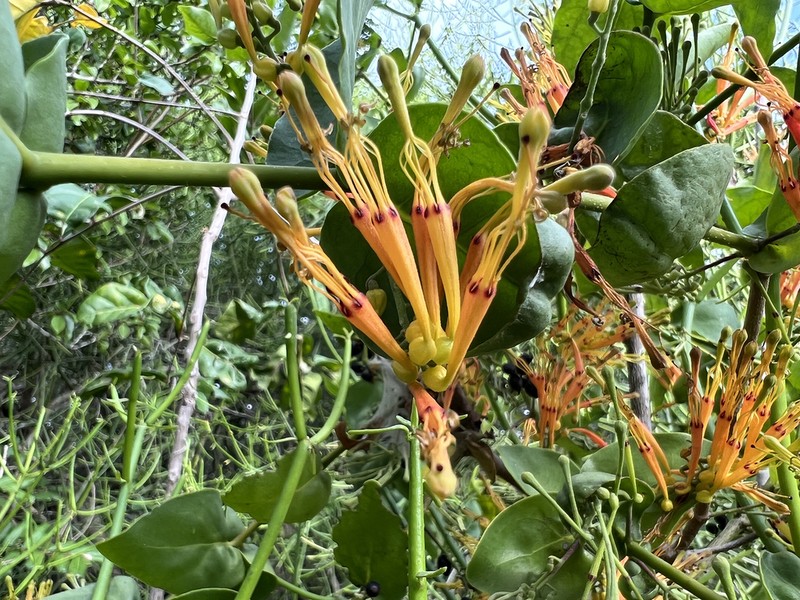 Oncella ambigua