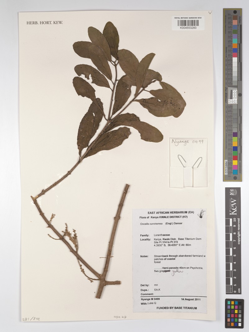Oncella curviramea