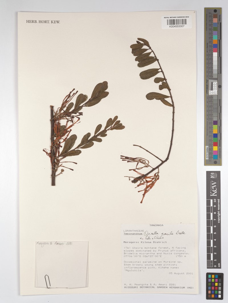 Oncella gracilis