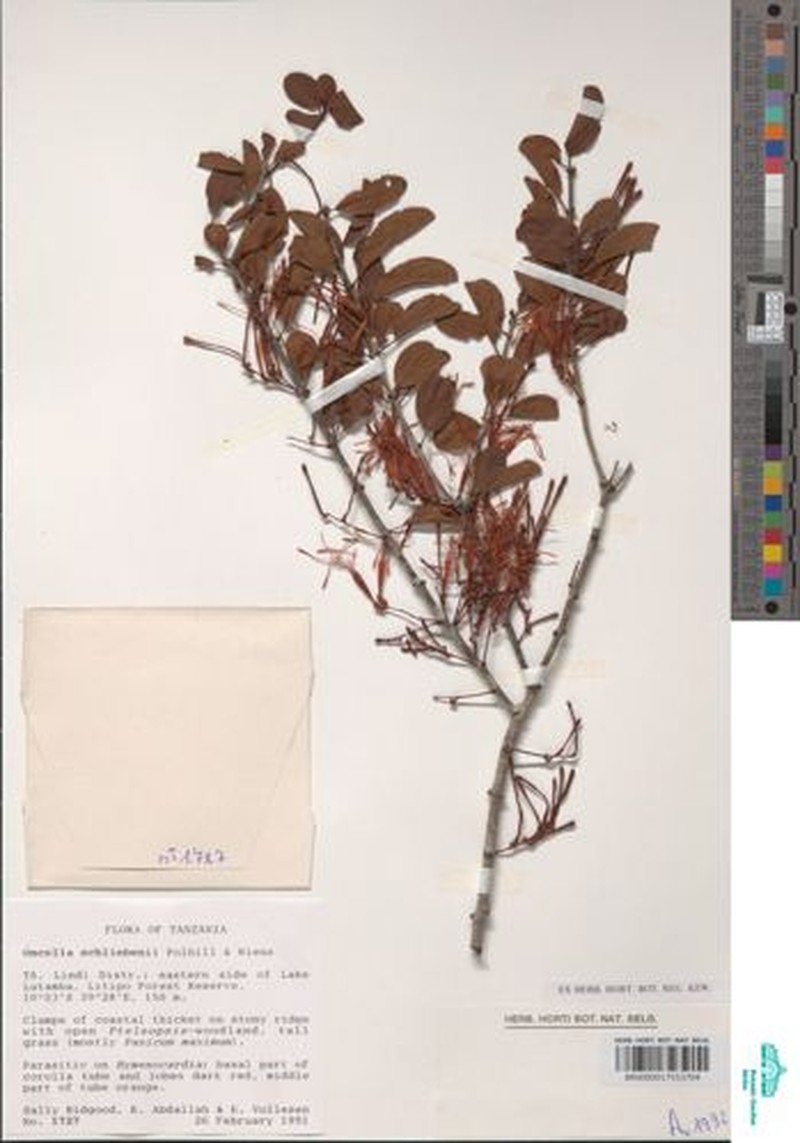 Oncella schliebeniana