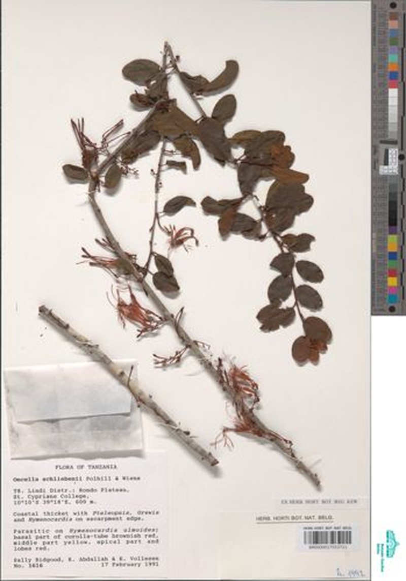 Oncella schliebeniana photo 2