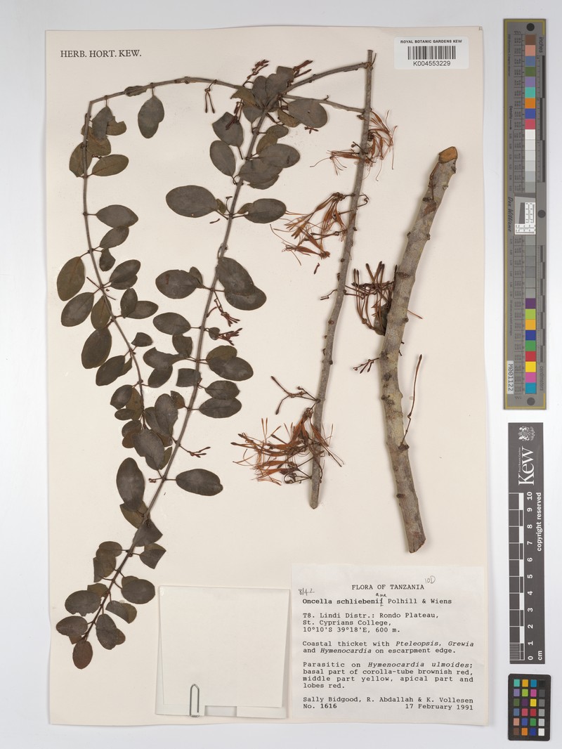 Oncella schliebeniana photo 3