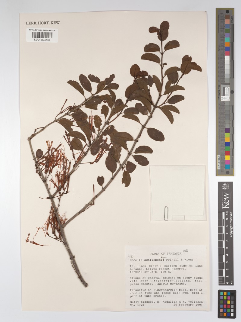 Oncella schliebeniana photo 4