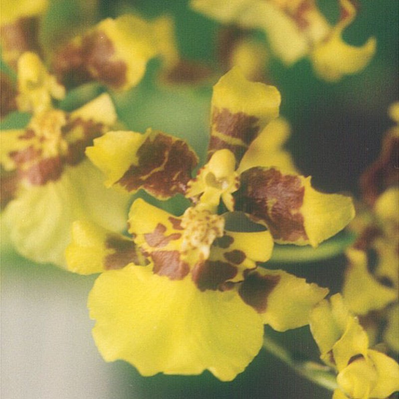 Wydler's Dancing-Lady Orchid photo 5