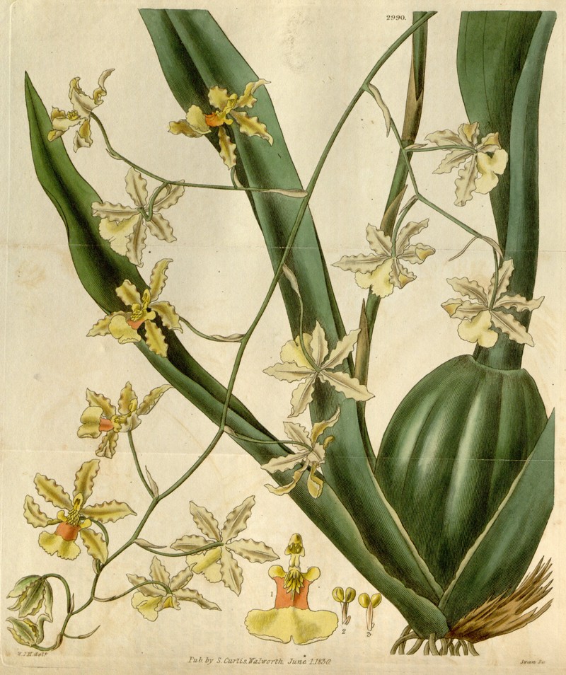 Wydler's Dancing-Lady Orchid photo 4