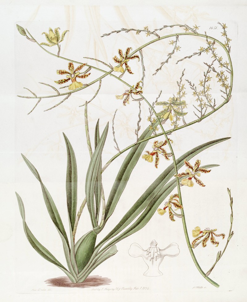 Wydler's Dancing-Lady Orchid