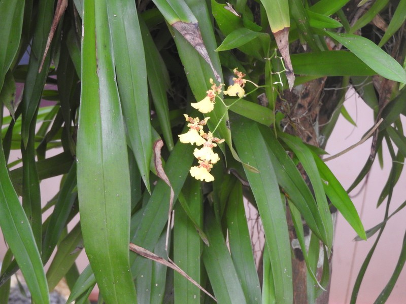 Wydler's Dancing-Lady Orchid photo 2