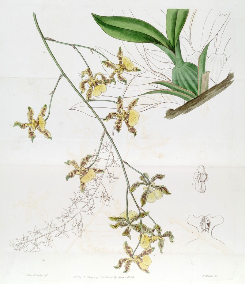 Wydler's Dancing-Lady Orchid photo 3