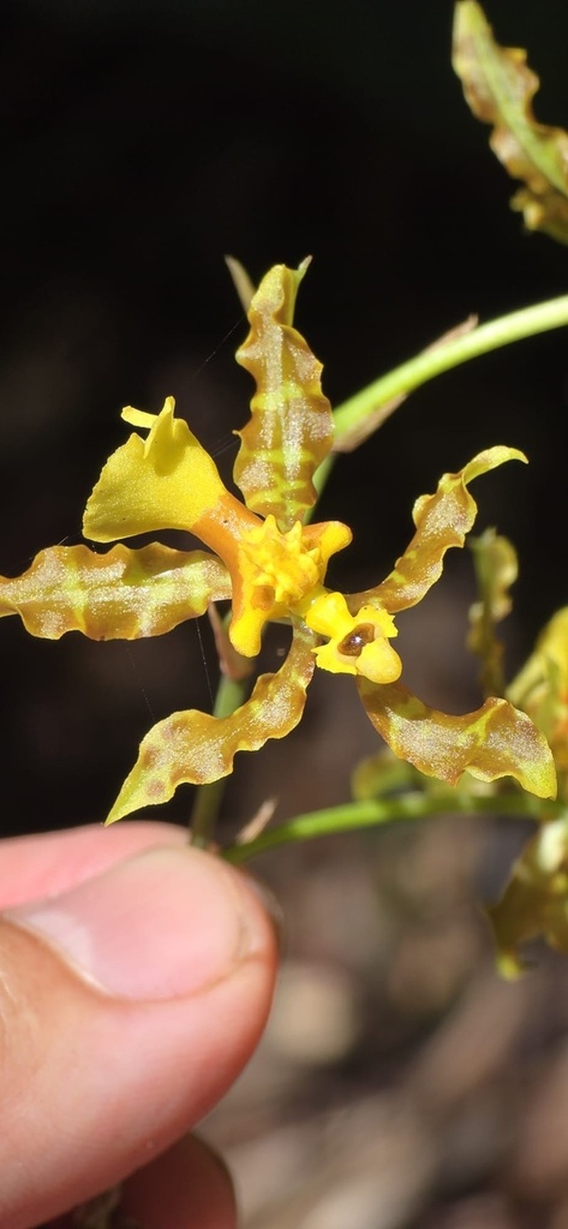 Wydler's Dancing-Lady Orchid photo 3