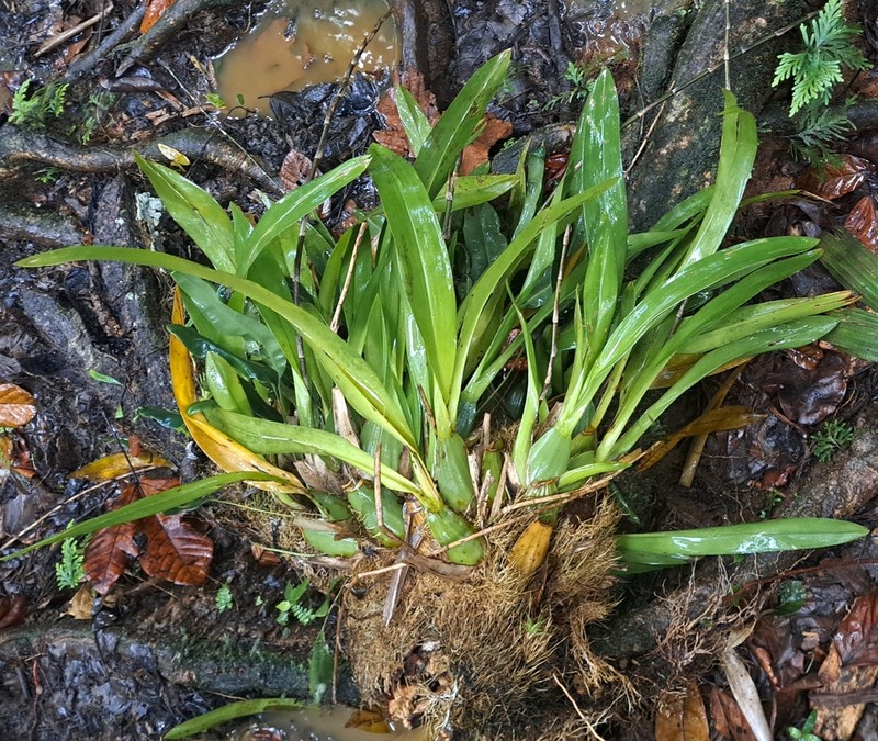 Wydler's Dancing-Lady Orchid photo 4