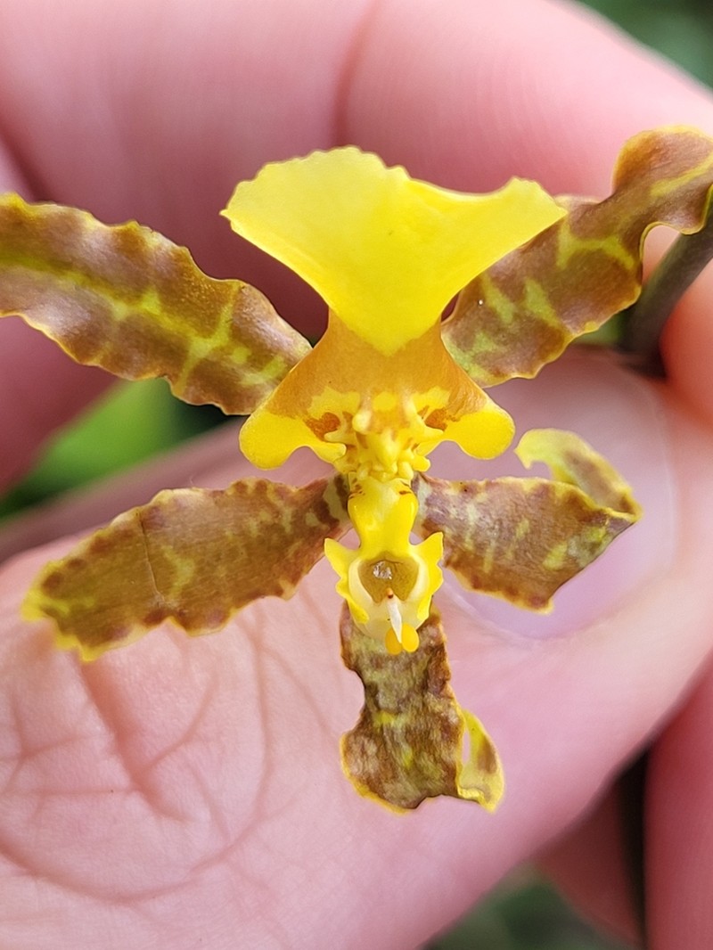 Wydler's Dancing-Lady Orchid photo 6