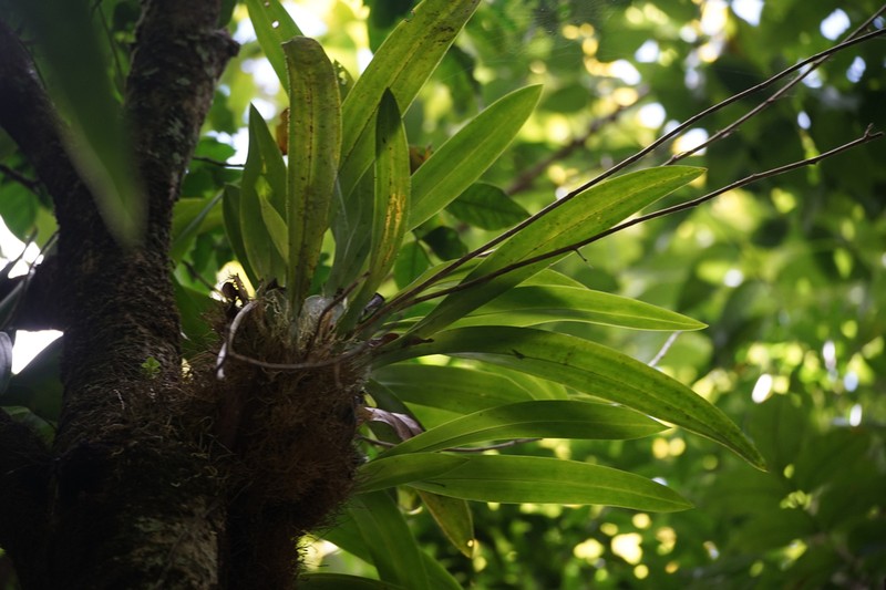 Wydler's Dancing-Lady Orchid photo 7