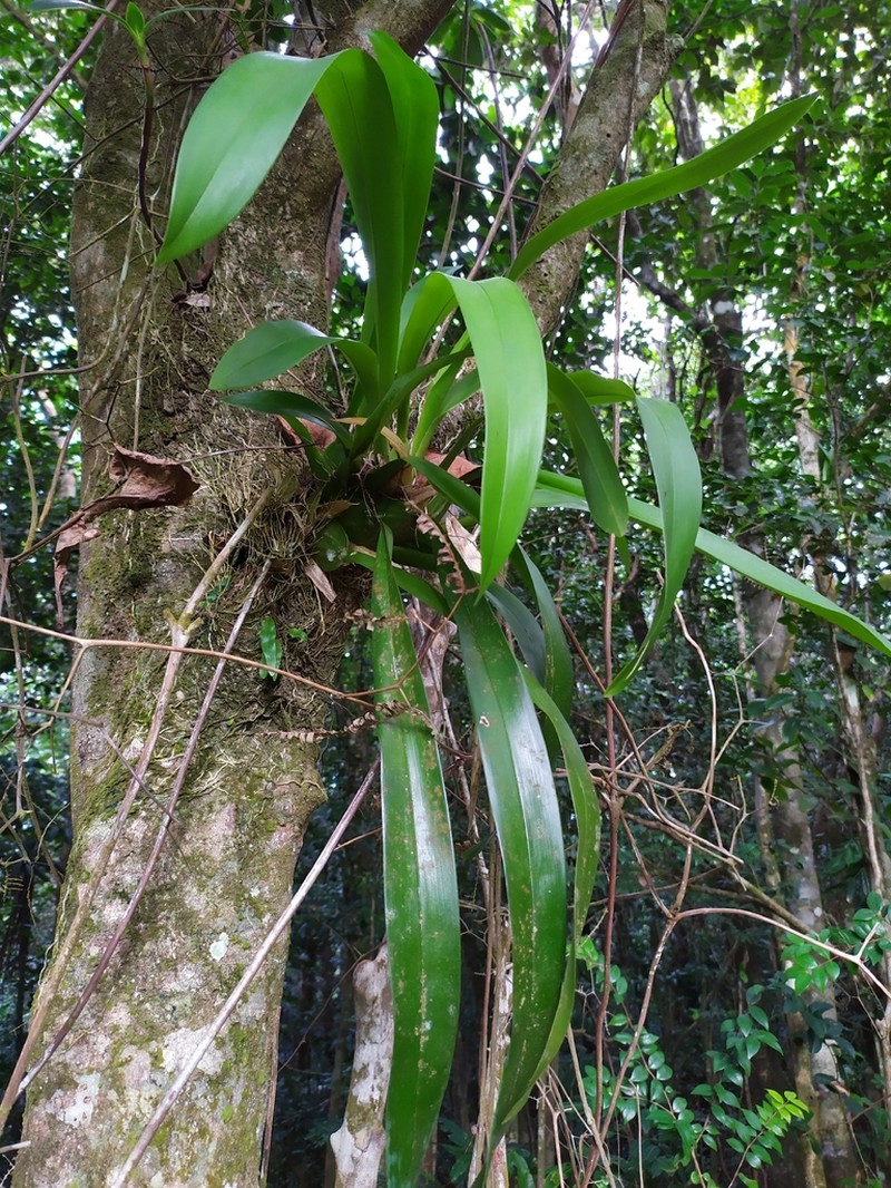 Wydler's Dancing-Lady Orchid photo 8
