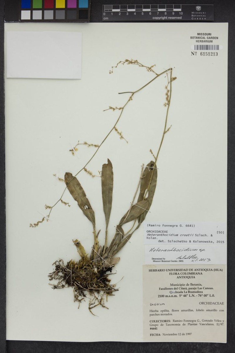Oncidium croatii