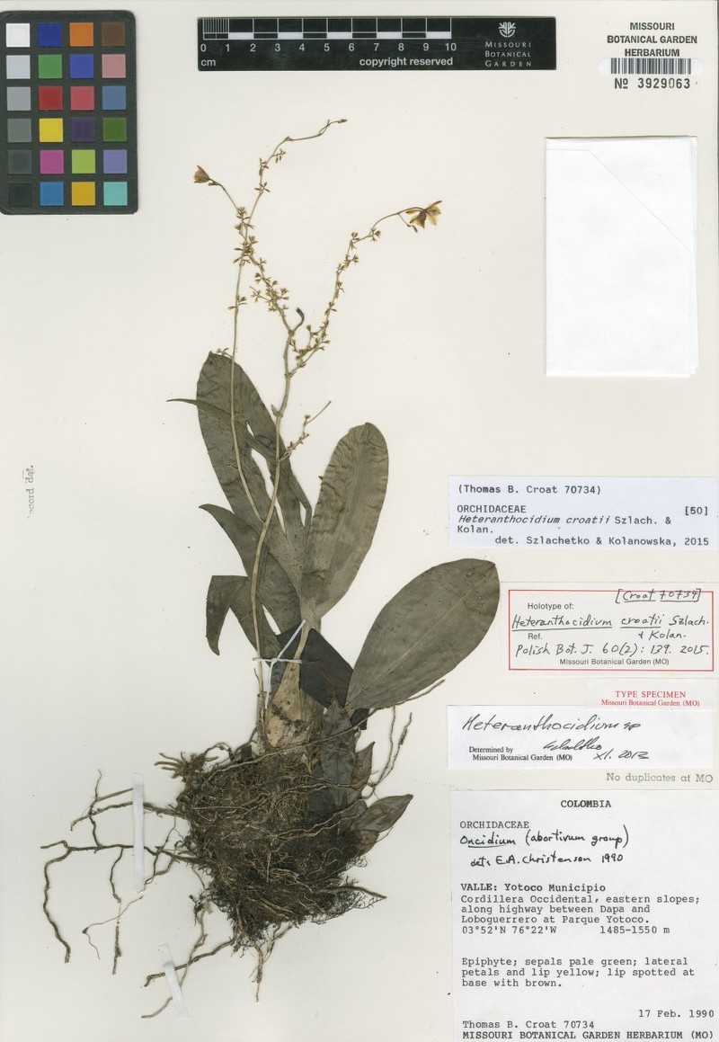 Oncidium croatii photo 2