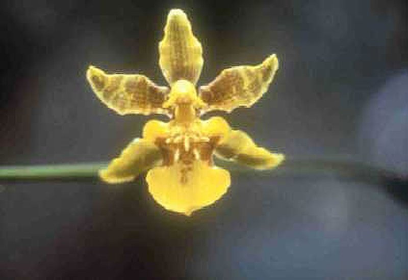 Latin American Orchid