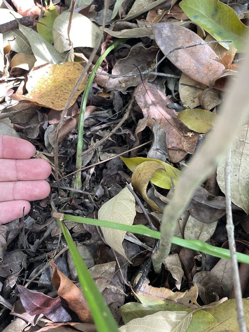 Latin American Orchid photo 3