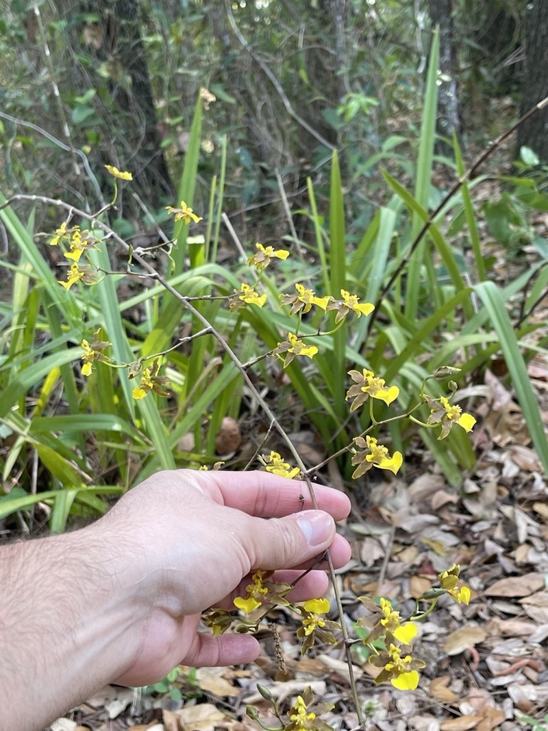 Florida Orchid photo 2