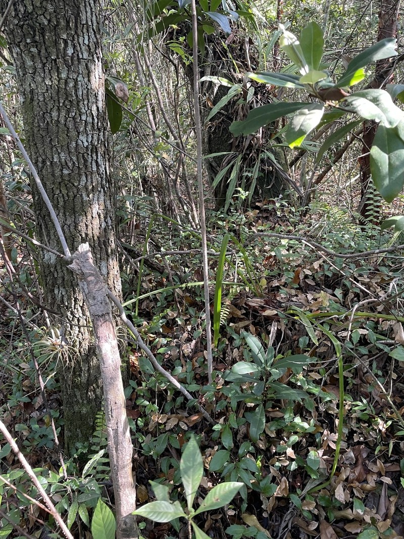Florida Orchid photo 4