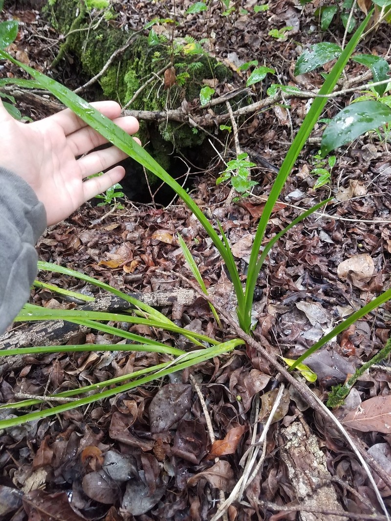 Florida Orchid photo 5
