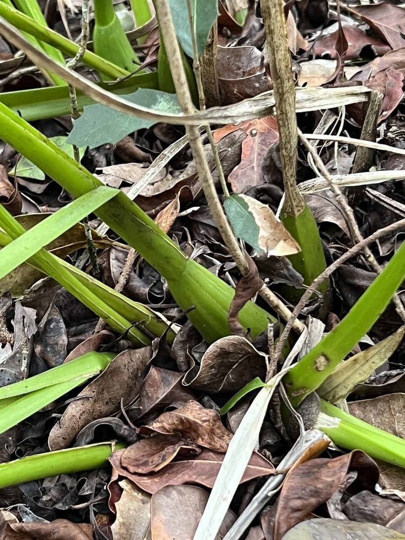 Florida Orchid photo 6