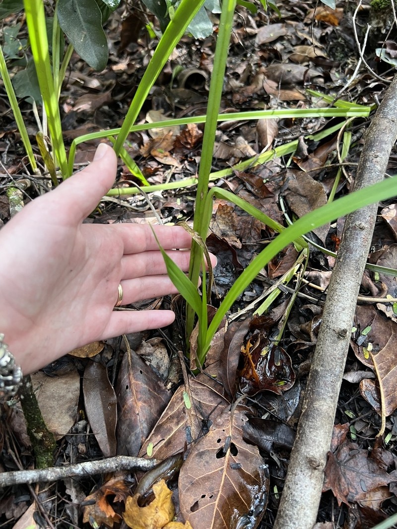 Florida Orchid photo 7