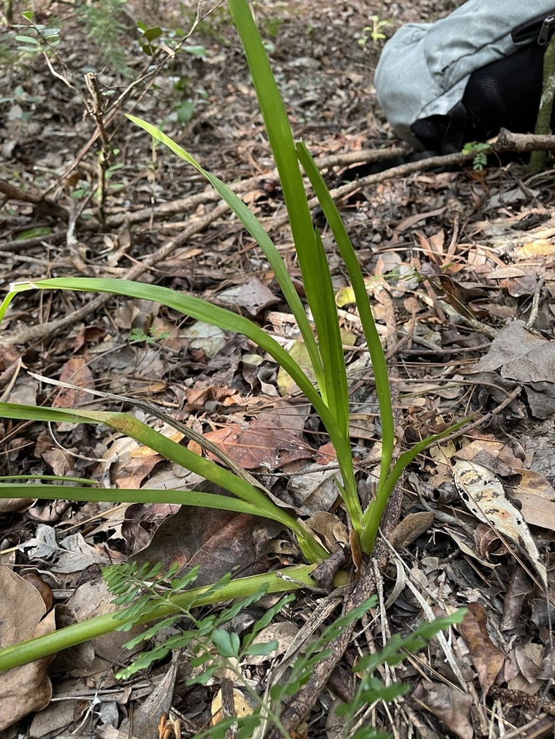 Florida Orchid photo 8