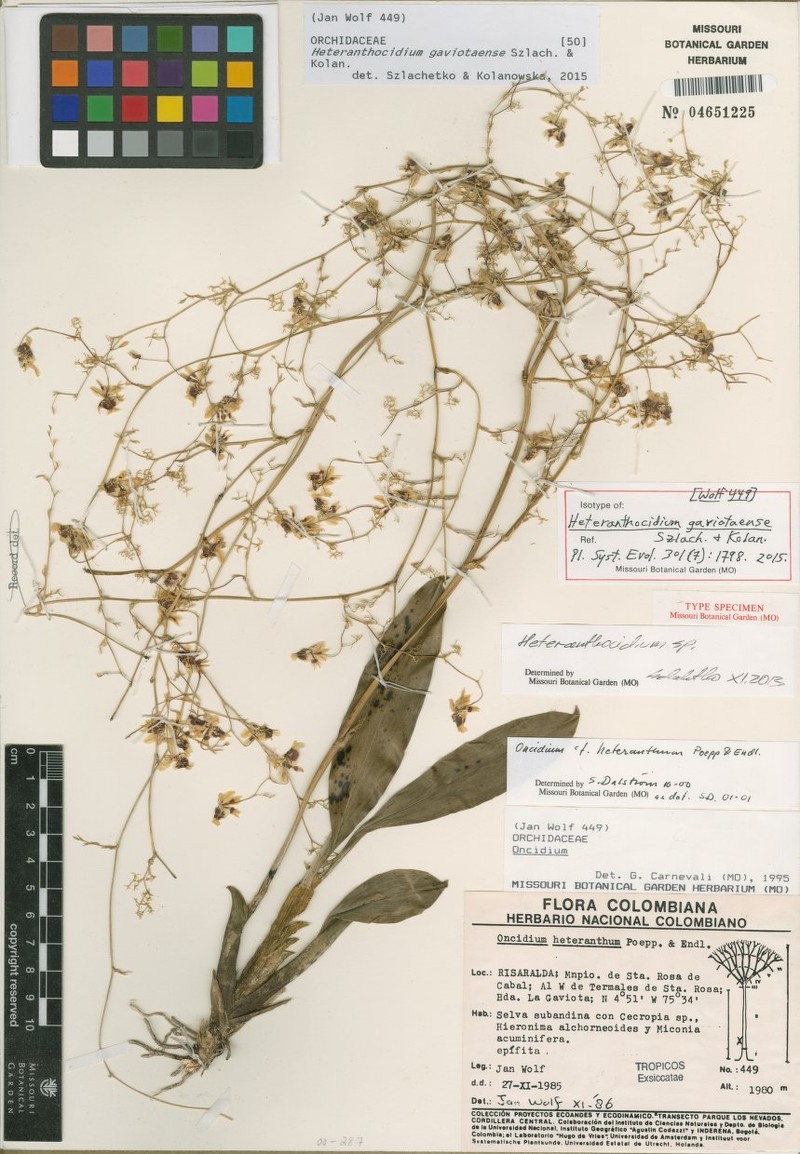 Oncidium gaviotaense