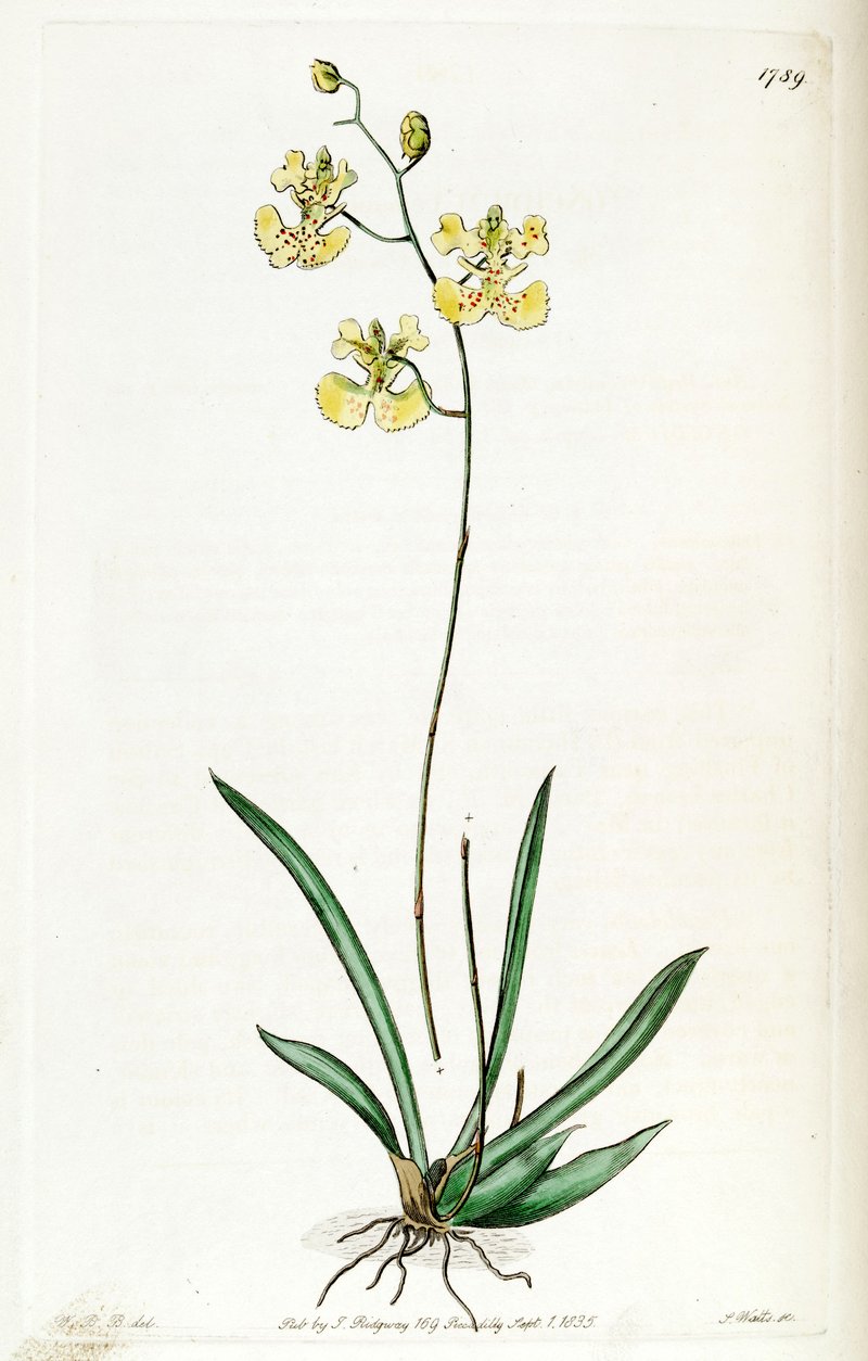 Oncidium lemonianum