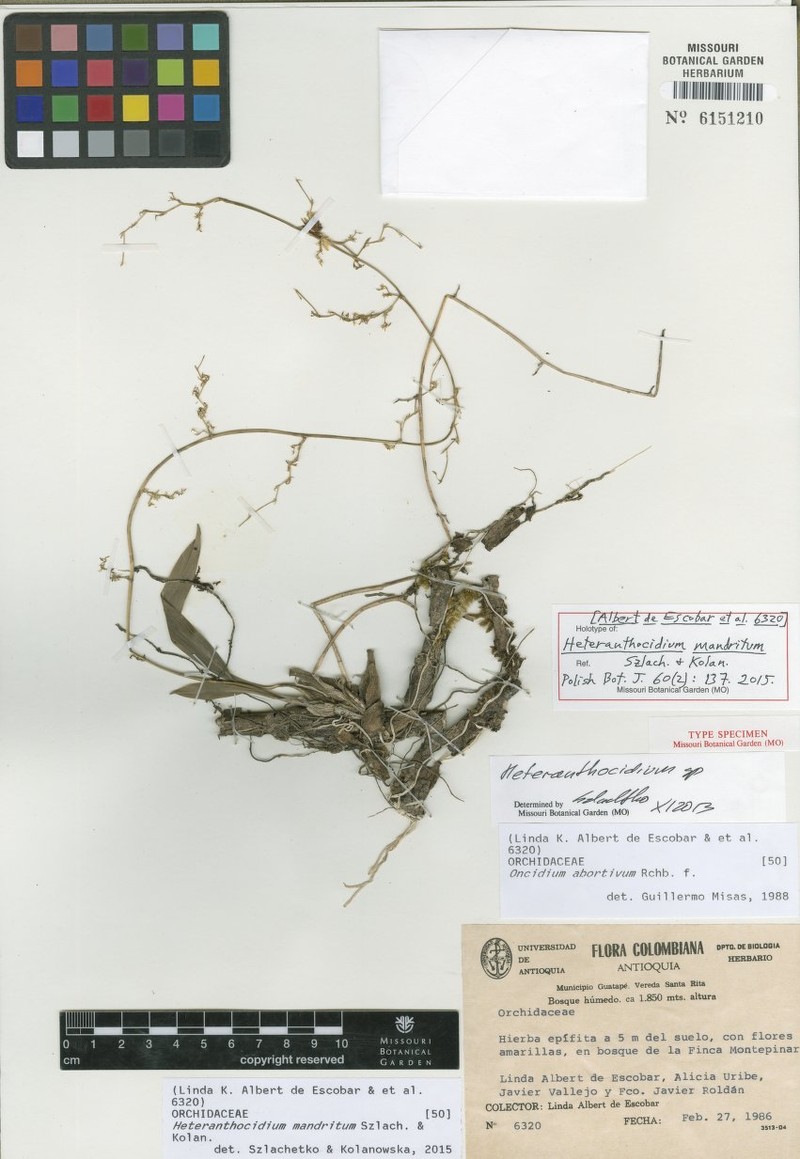 Oncidium mandritum