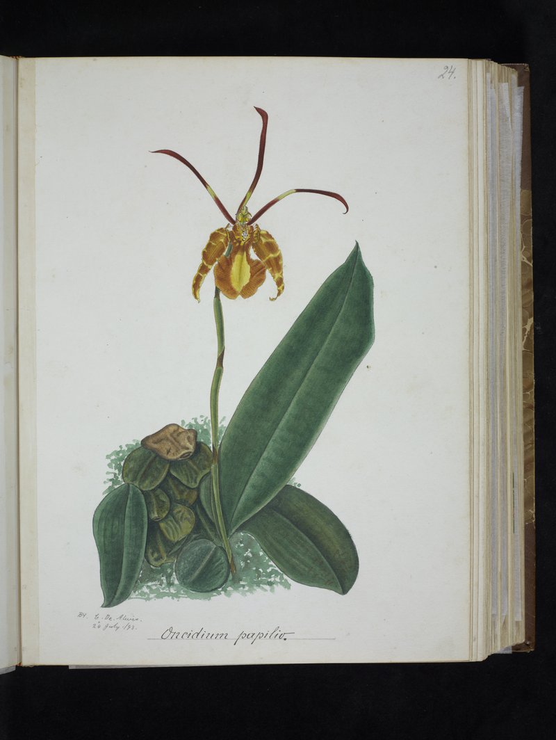 Oncidium papilio
