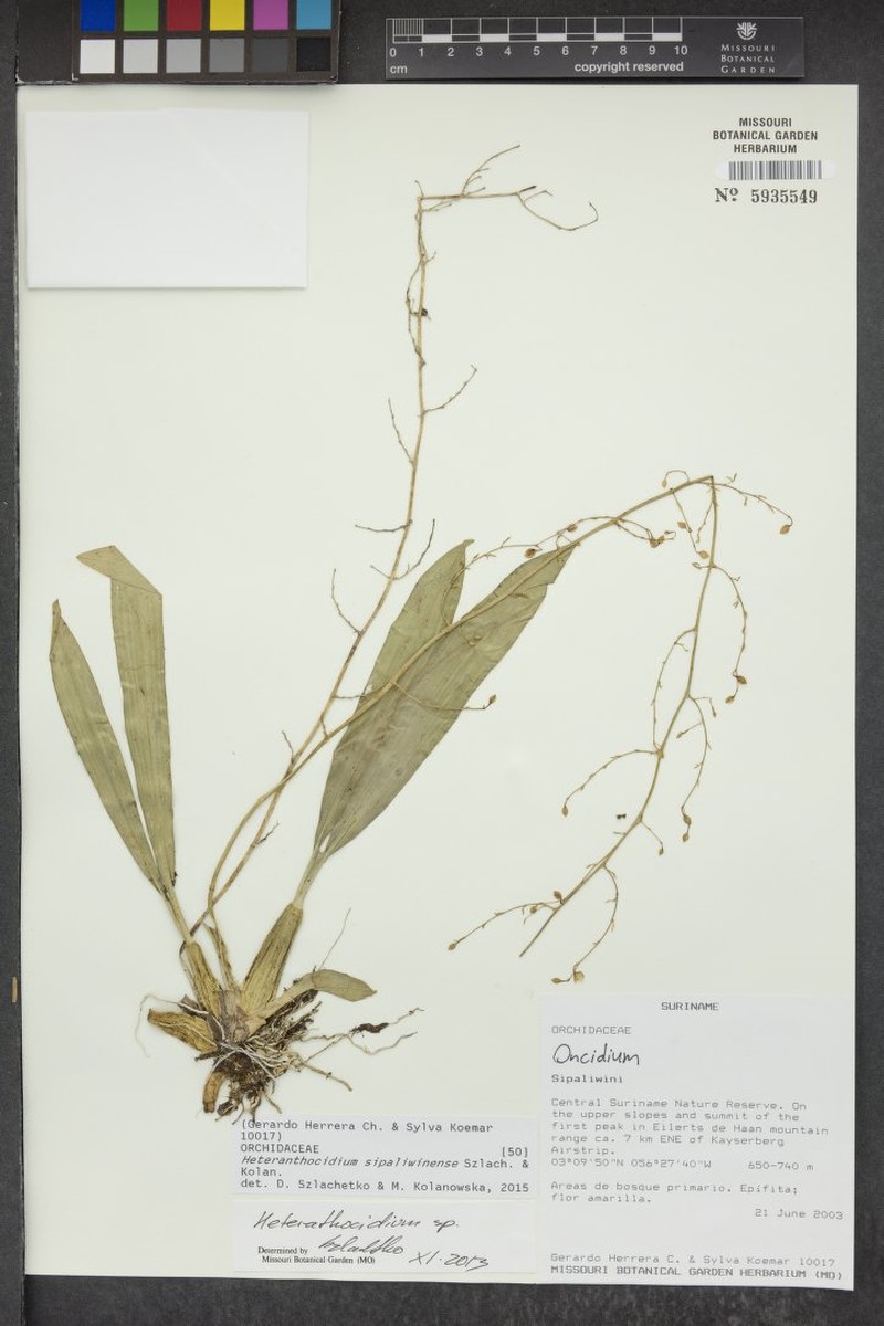 Oncidium sipaliwinense