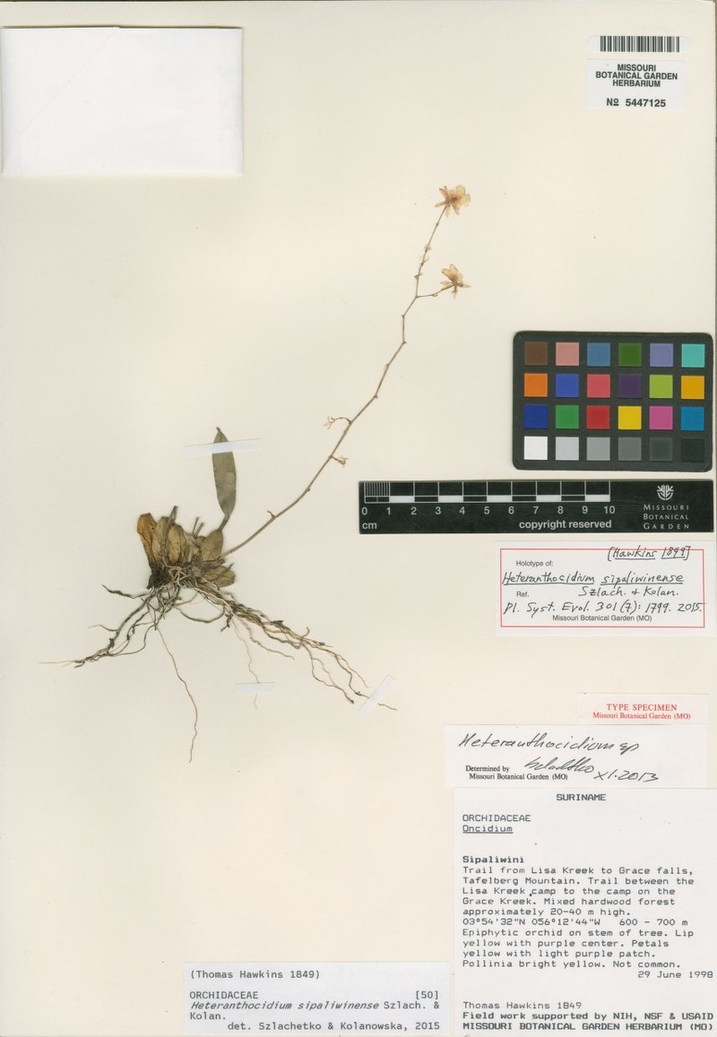 Oncidium sipaliwinense photo 2