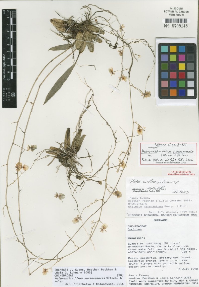 Oncidium surinamense