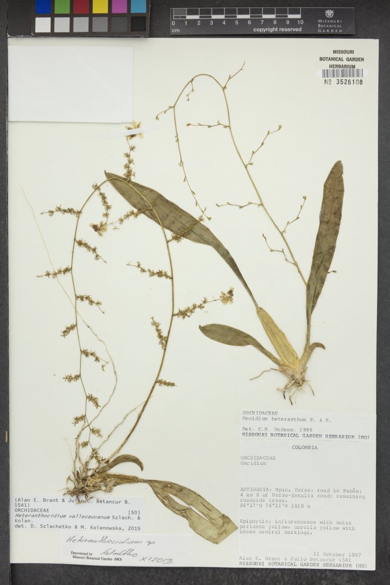 Oncidium vallecaucanum