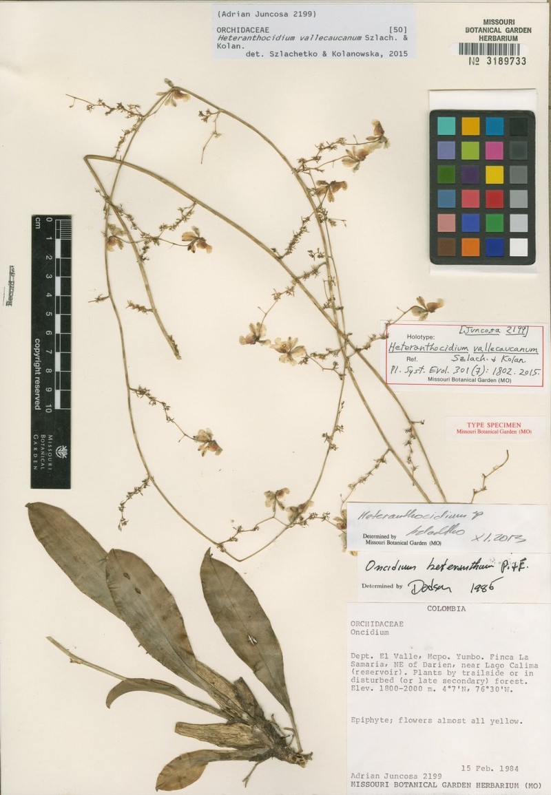 Oncidium vallecaucanum photo 2