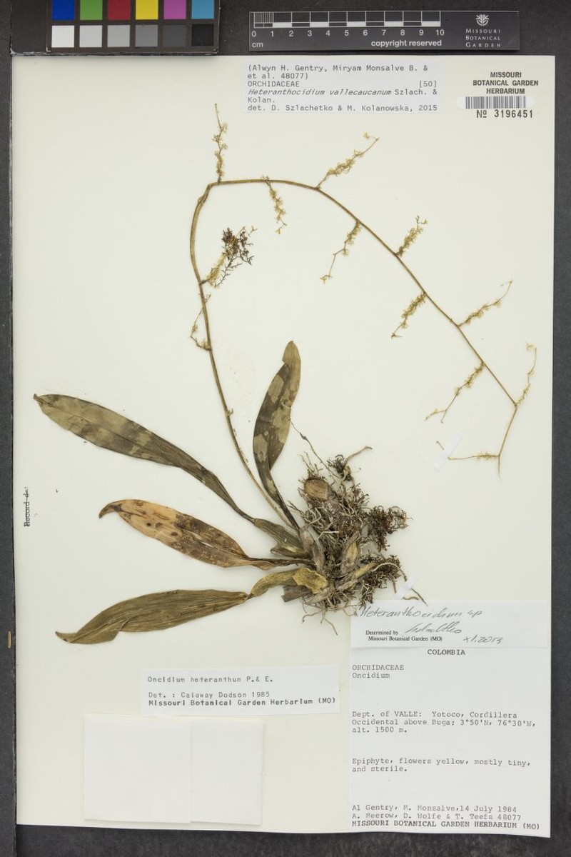 Oncidium vallecaucanum photo 3