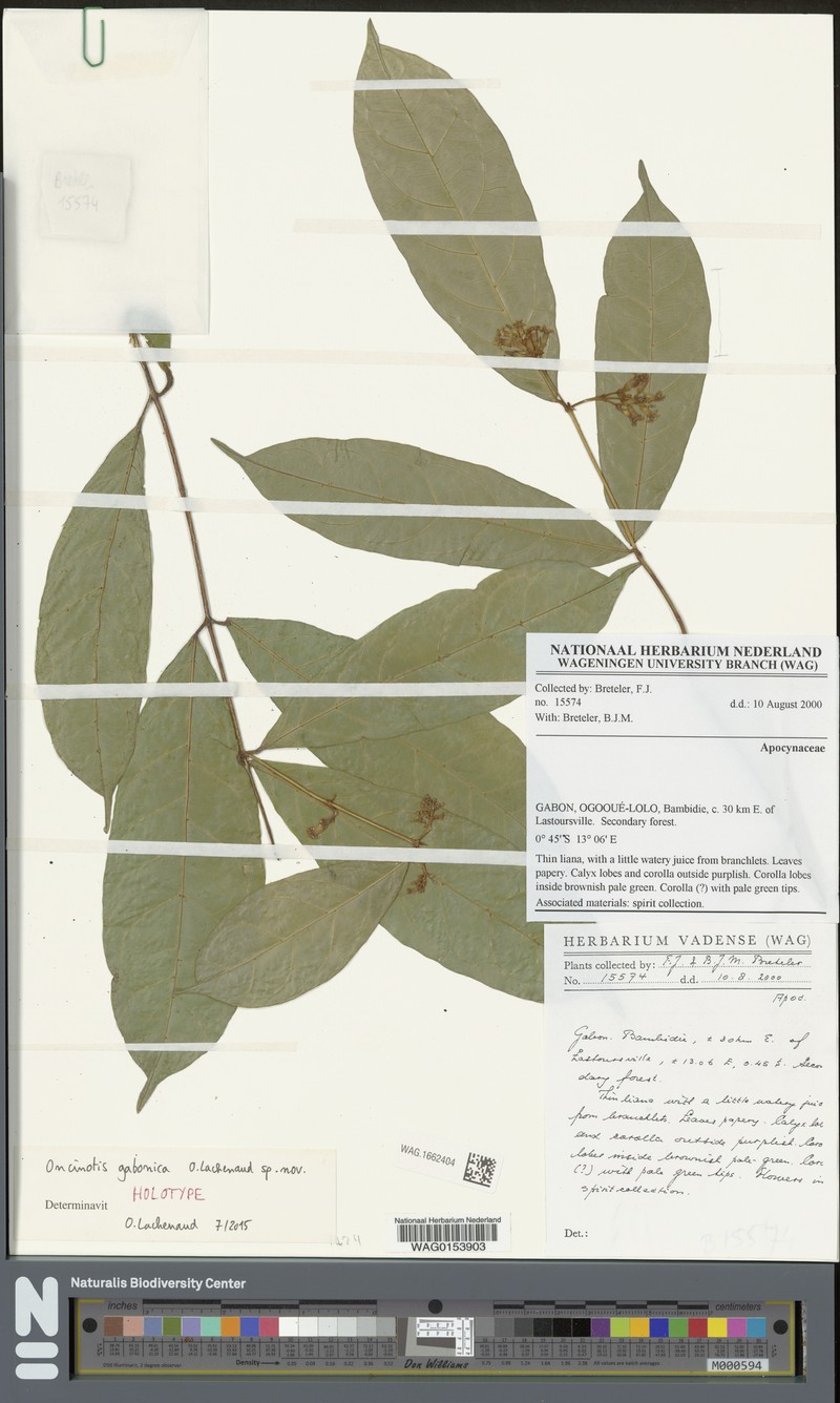 Oncinotis gabonica