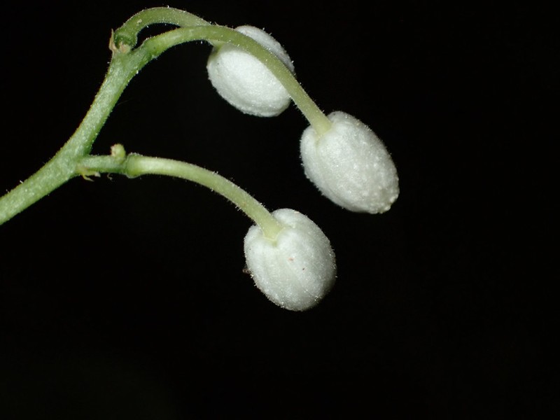 Oncoba breteleri